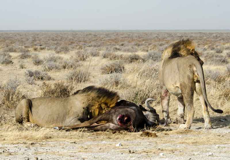 16 - Namibia - leones comiendo - parque nacional de Etosha